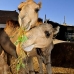 camel_embaba_cai_v_0088_egy0353.jpg